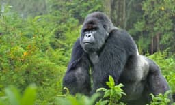 1-Day Rwanda Gorilla Trekking Expedition
