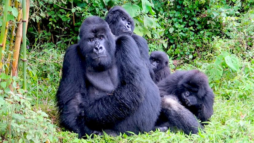 4-Day Uganda Ultimate Mountain Gorilla Expedition via Kigali, Rwanda