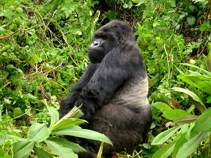 7-Day Rwanda Wildlife Safari and Gorilla Expedition