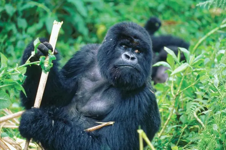 8 Days Gorilla Tour in Rwanda