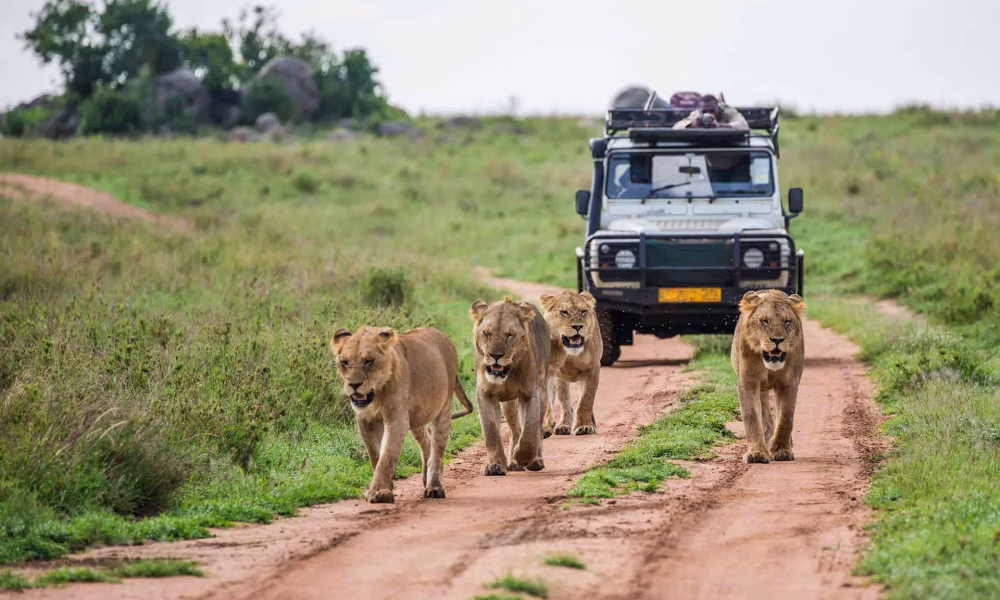 safari-kenya
